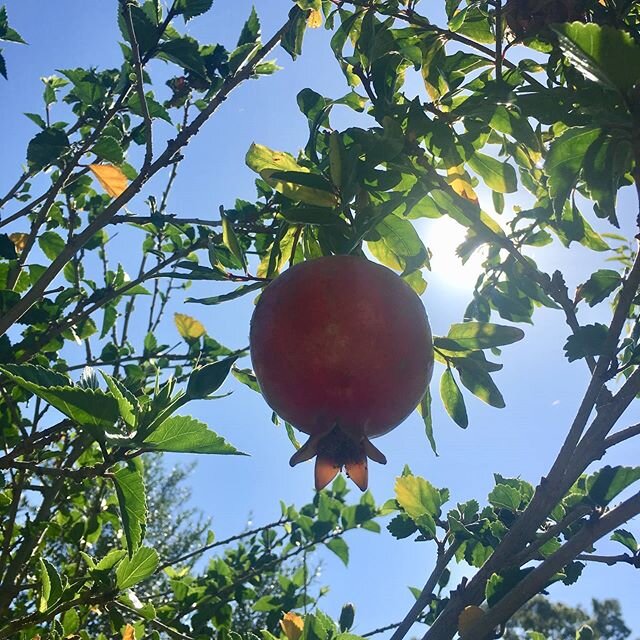 Happy Earth Day from Seeds to Plate. The planet, and the food cultivated on it unify us all. Mother Nature teaches us impermanence, renewal, hope, connection, independence beauty, generosity and so much more. Sharing opportunities to connect students