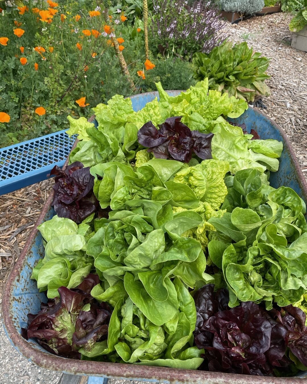 50 of the 100+ lettuces Patty and I harvested this week for the Mark Twain Food Bank.