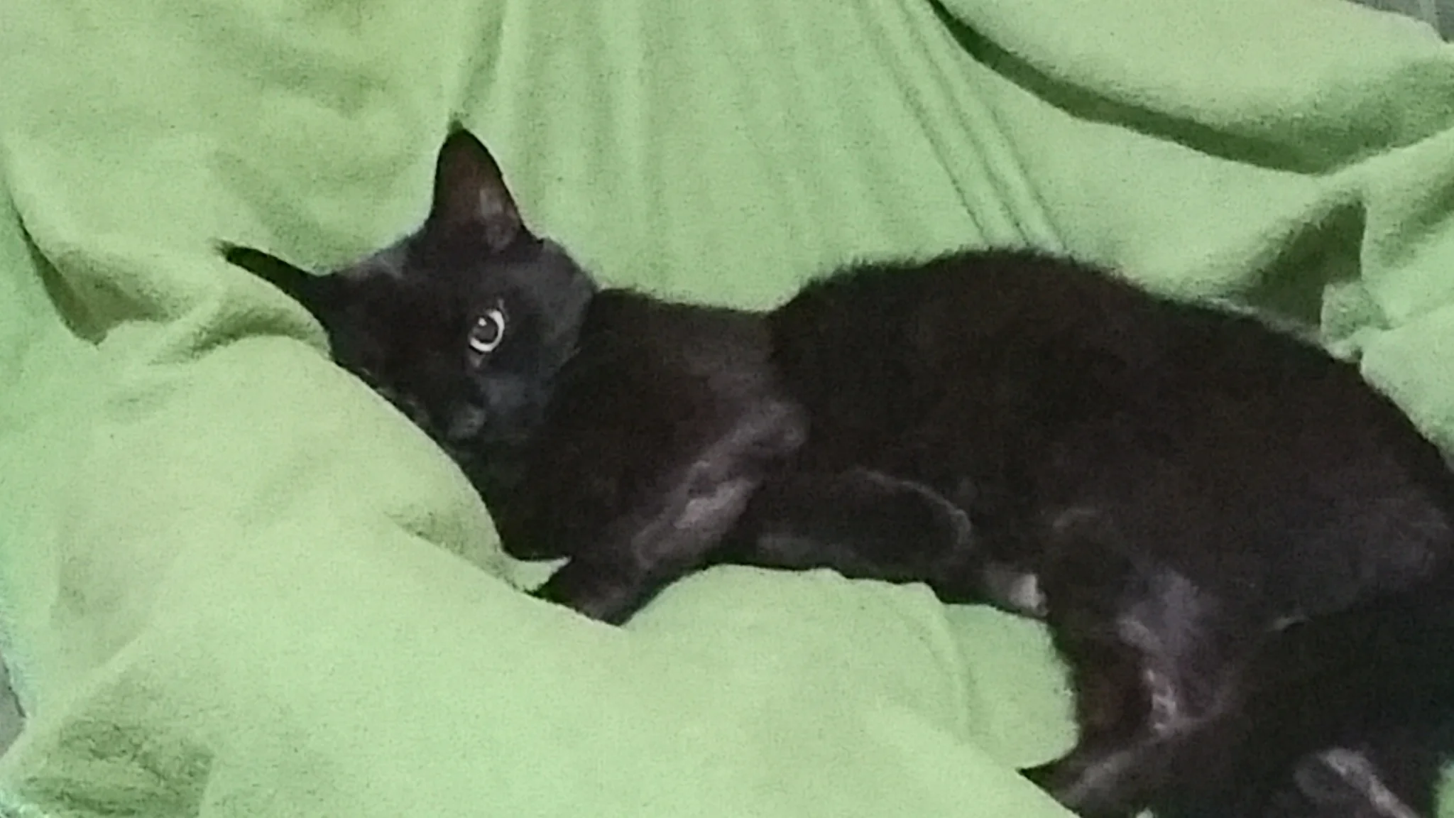 Lil' Bud