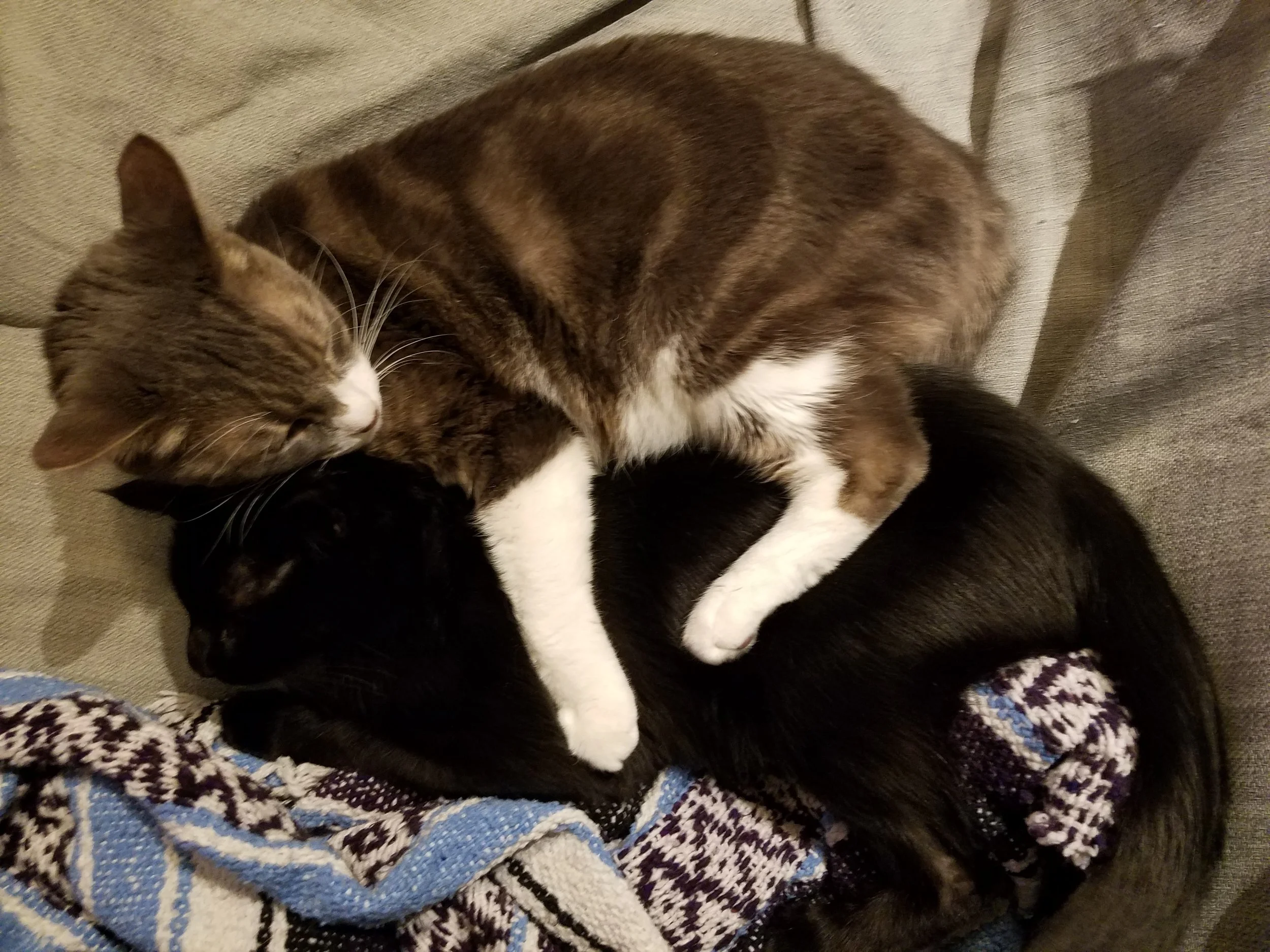 Cats cudking 2.jpg