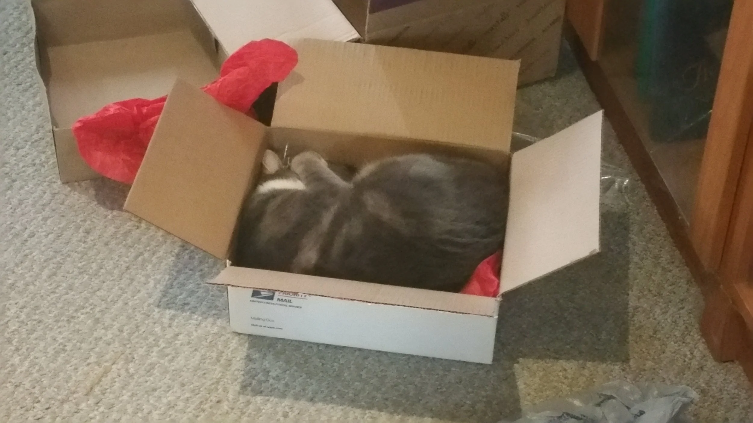 Ollie in a Box
