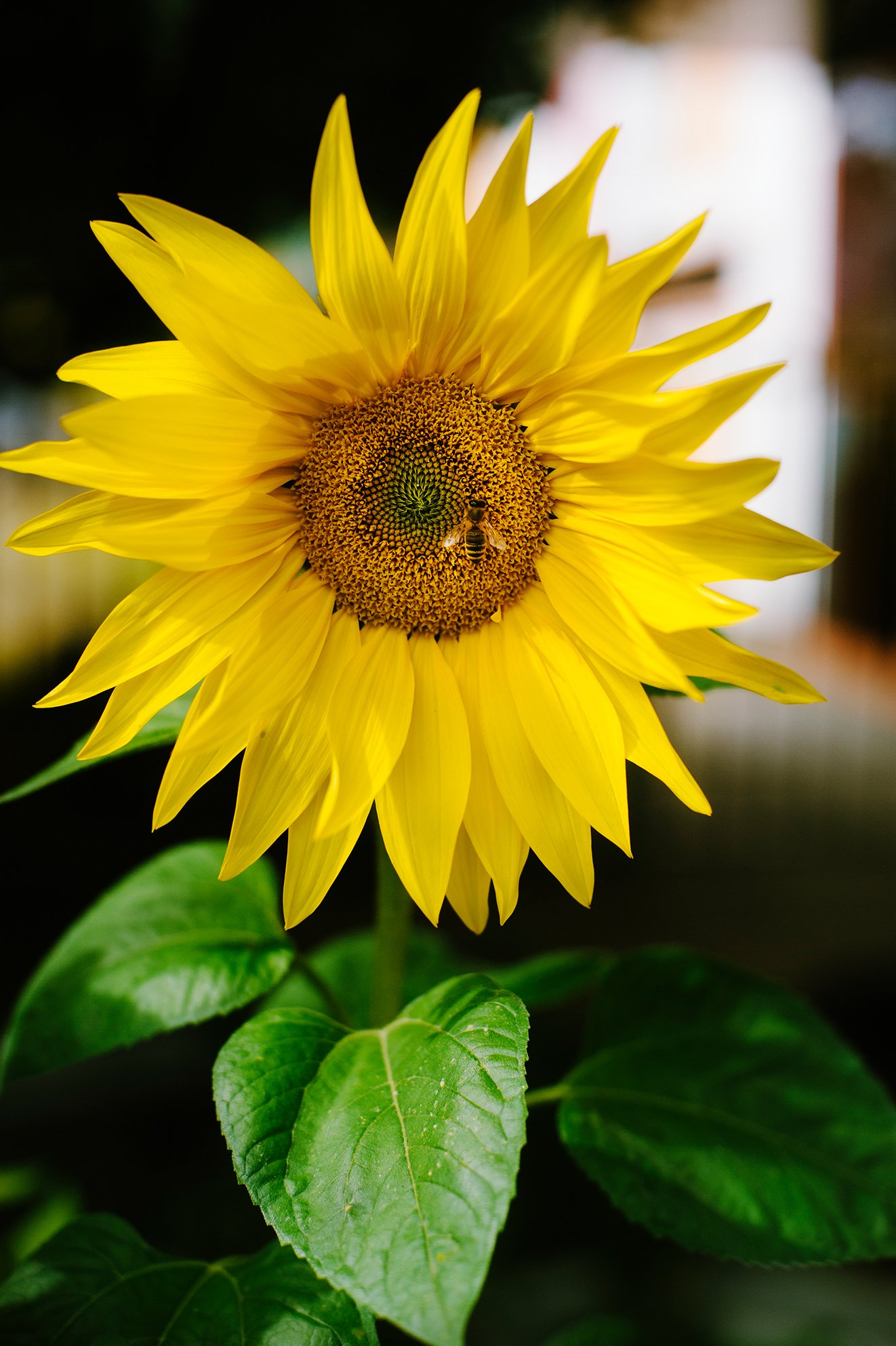 DSC_4686.jpg