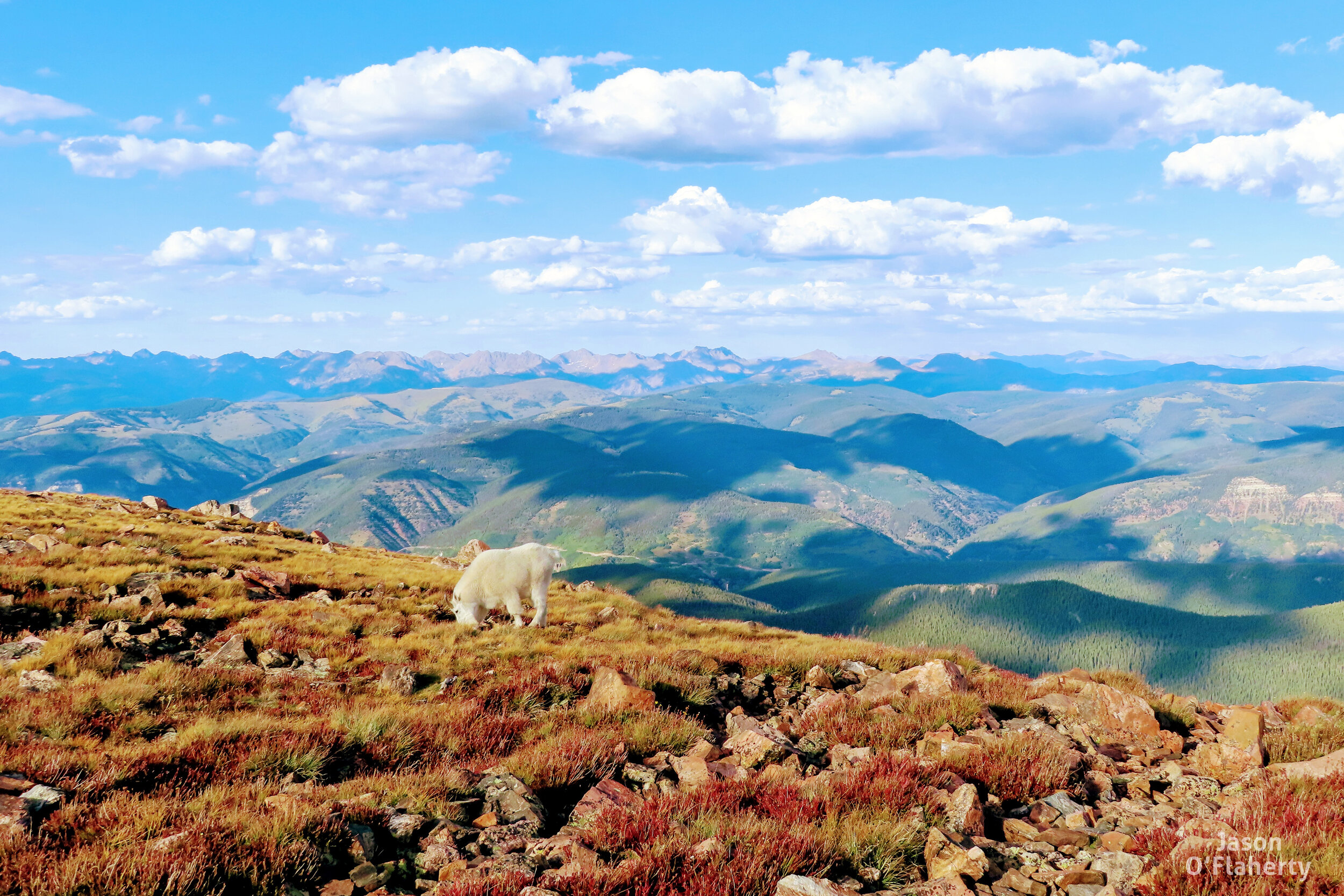 Goat in the Mountains