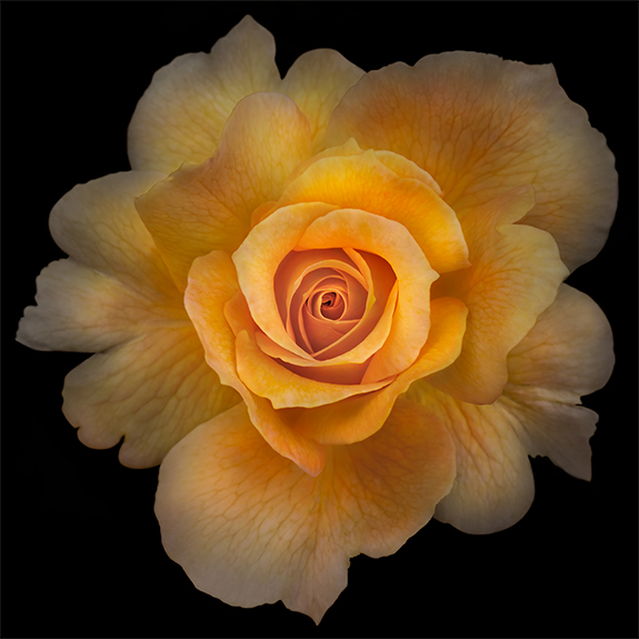 1755 Yellow Rose 2