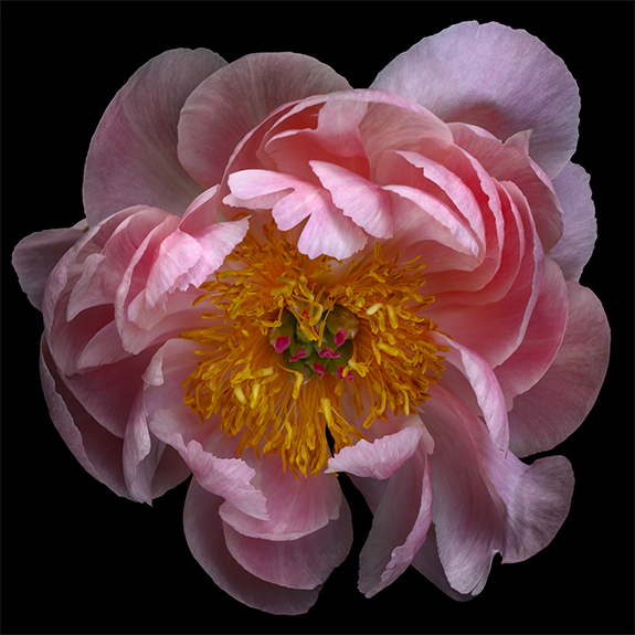 2971 Pink Peony 2