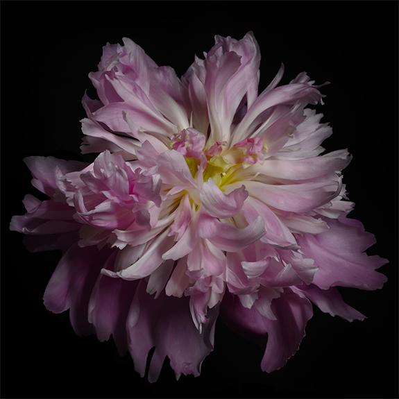 3777 Pink Peony 3