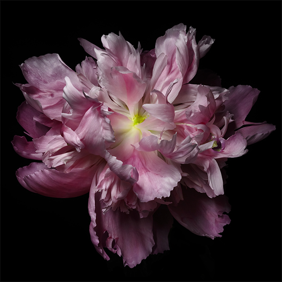 3911 Pink Peony 4