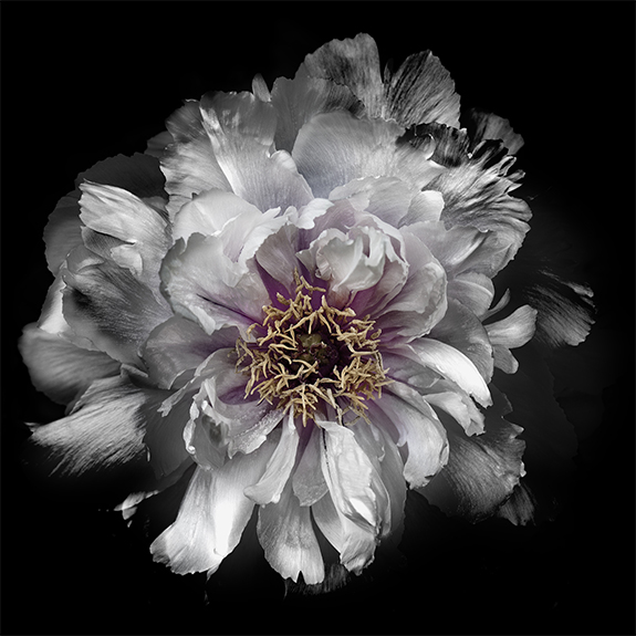 6617 White Peony 2