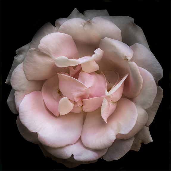 8231 Pink Rose 4