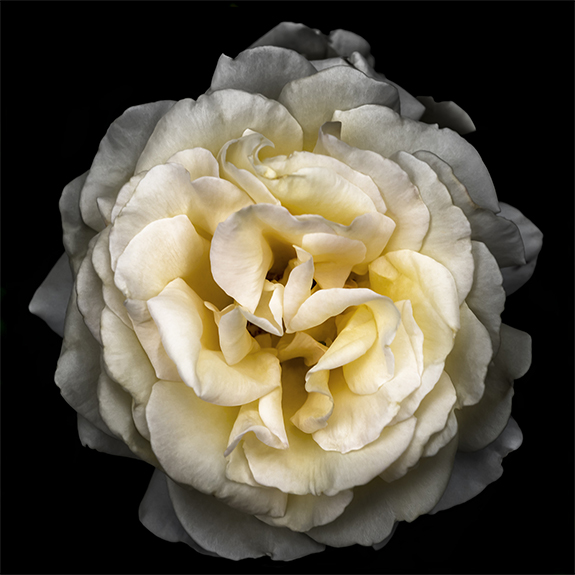 8879 Yellow Rose