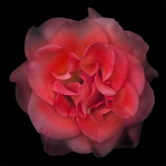 8905 Red Rose 2