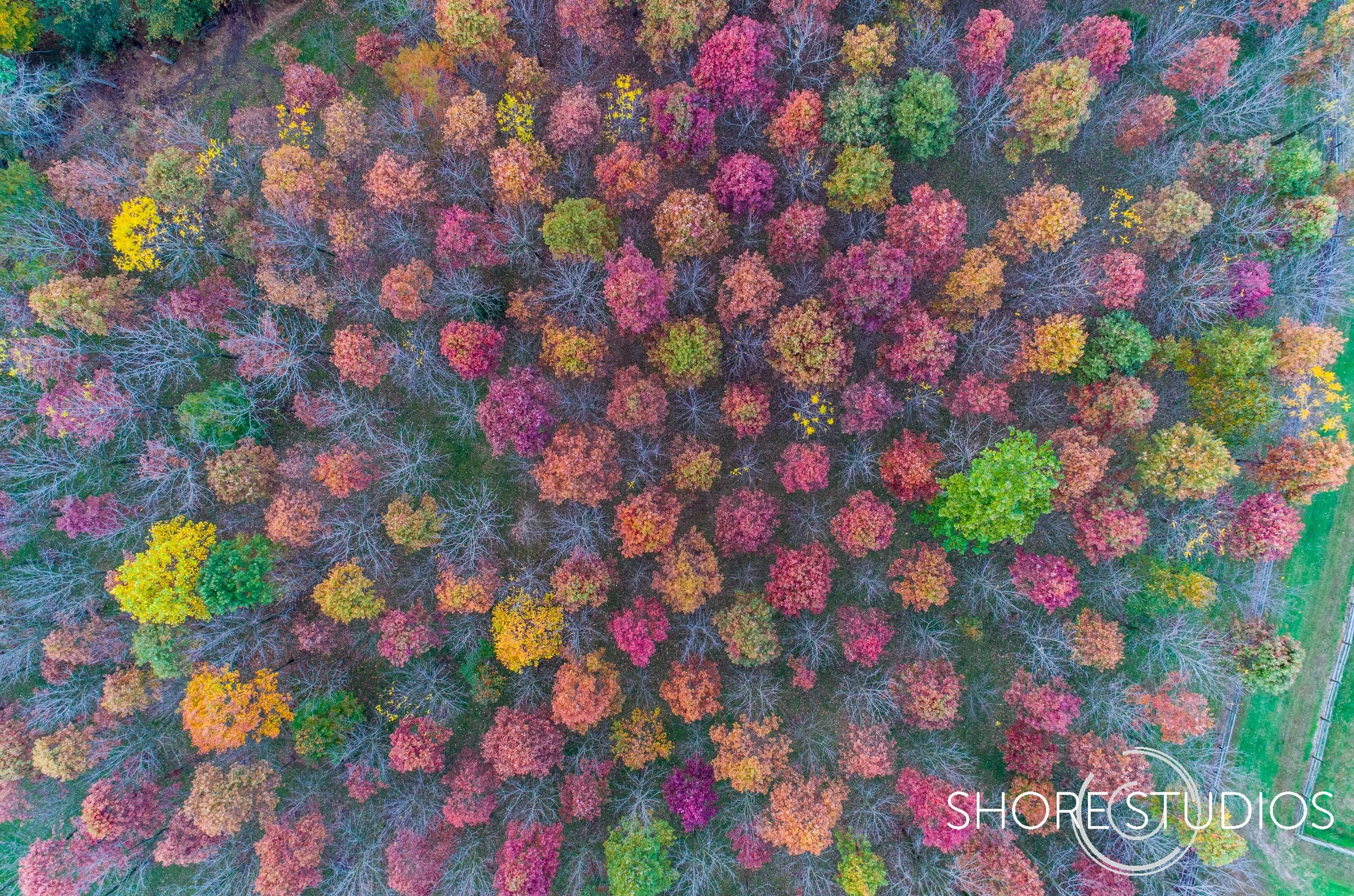 Aerial photo of a tree farm in Cecil, County