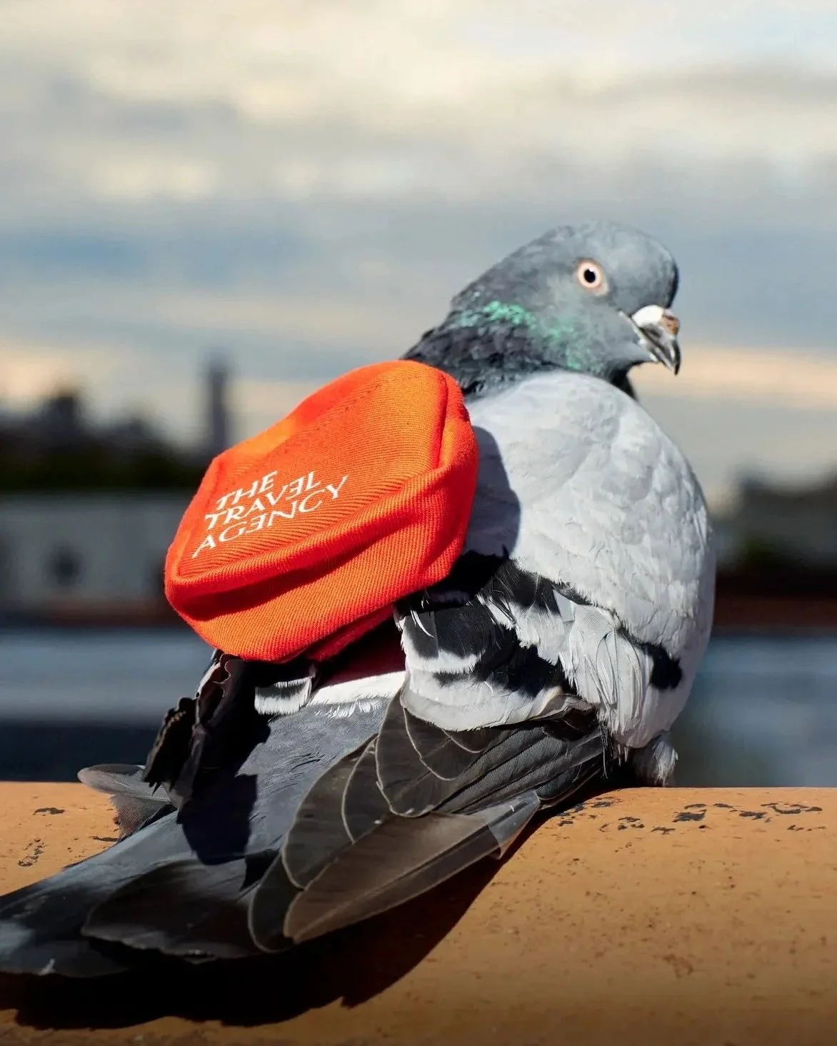 The Travel Agency