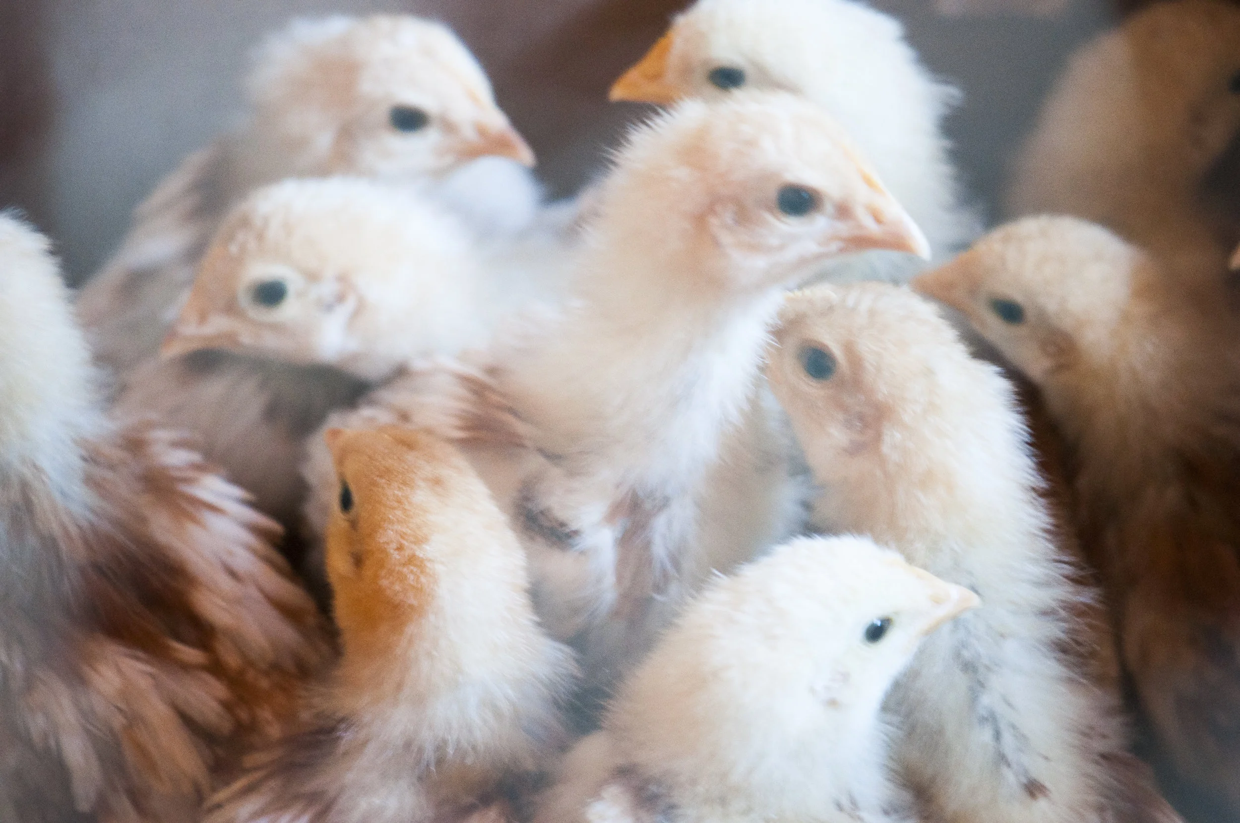 in the box_DSC0203.jpg