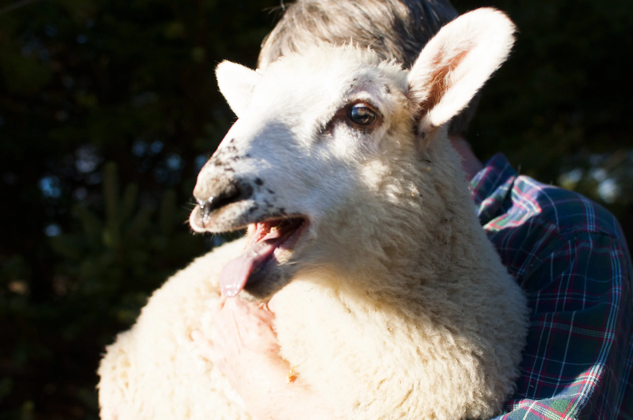 openmouth_DSC0049.jpg
