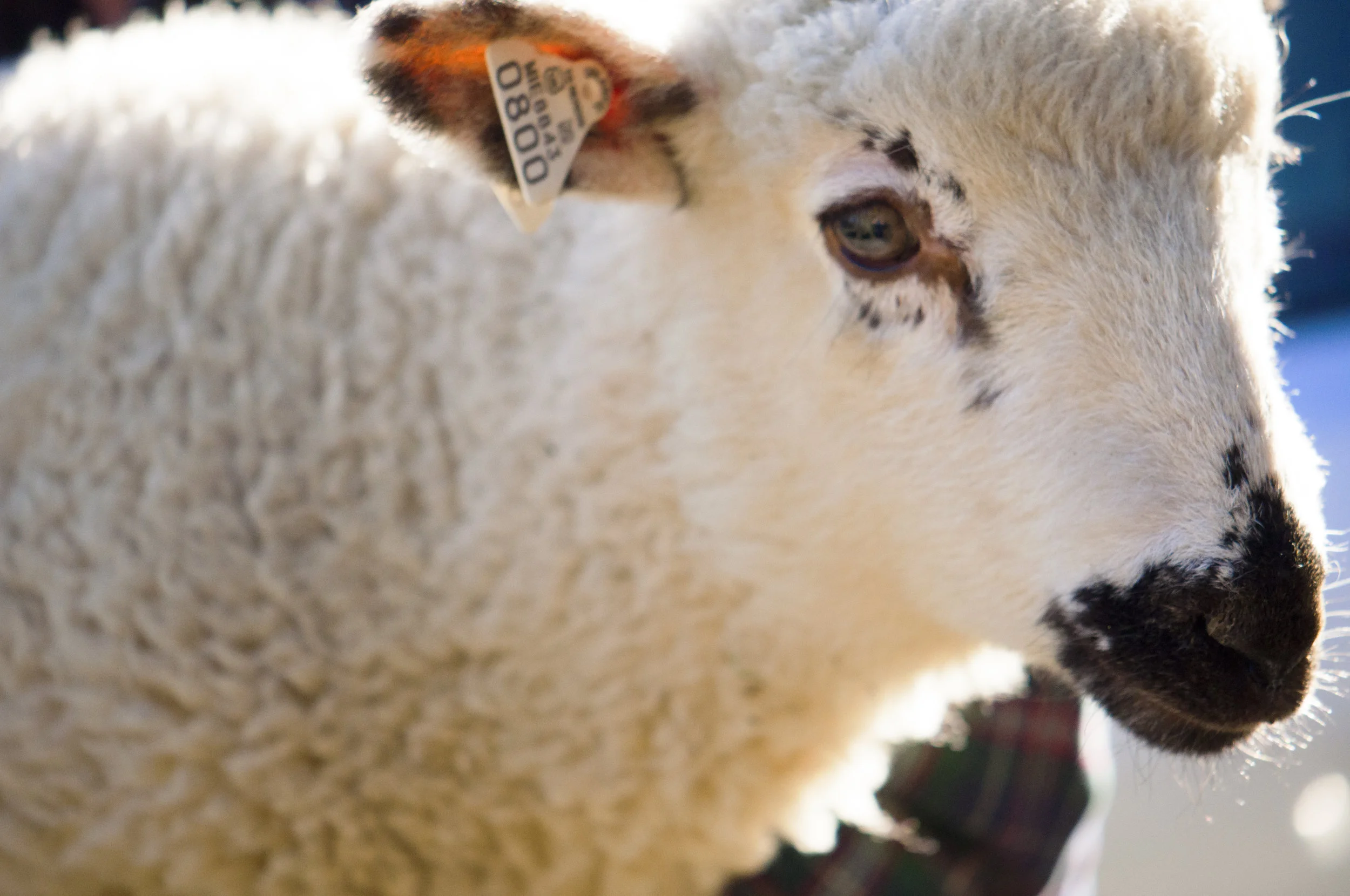 oh eight hundred_DSC0002.jpg