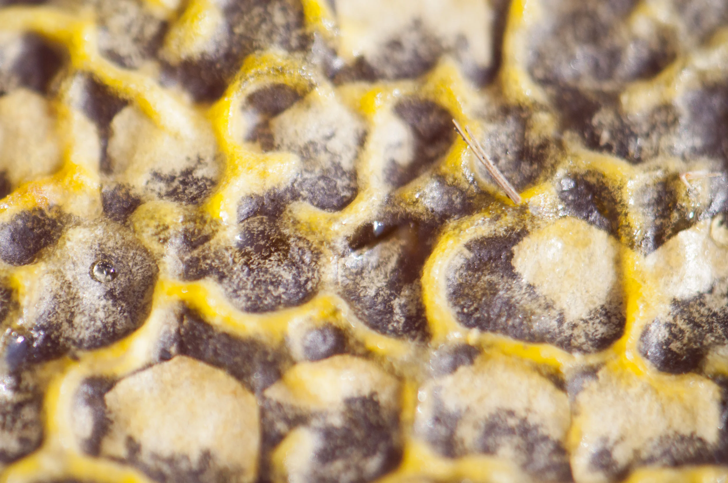 honey cap_DSC0206.jpg