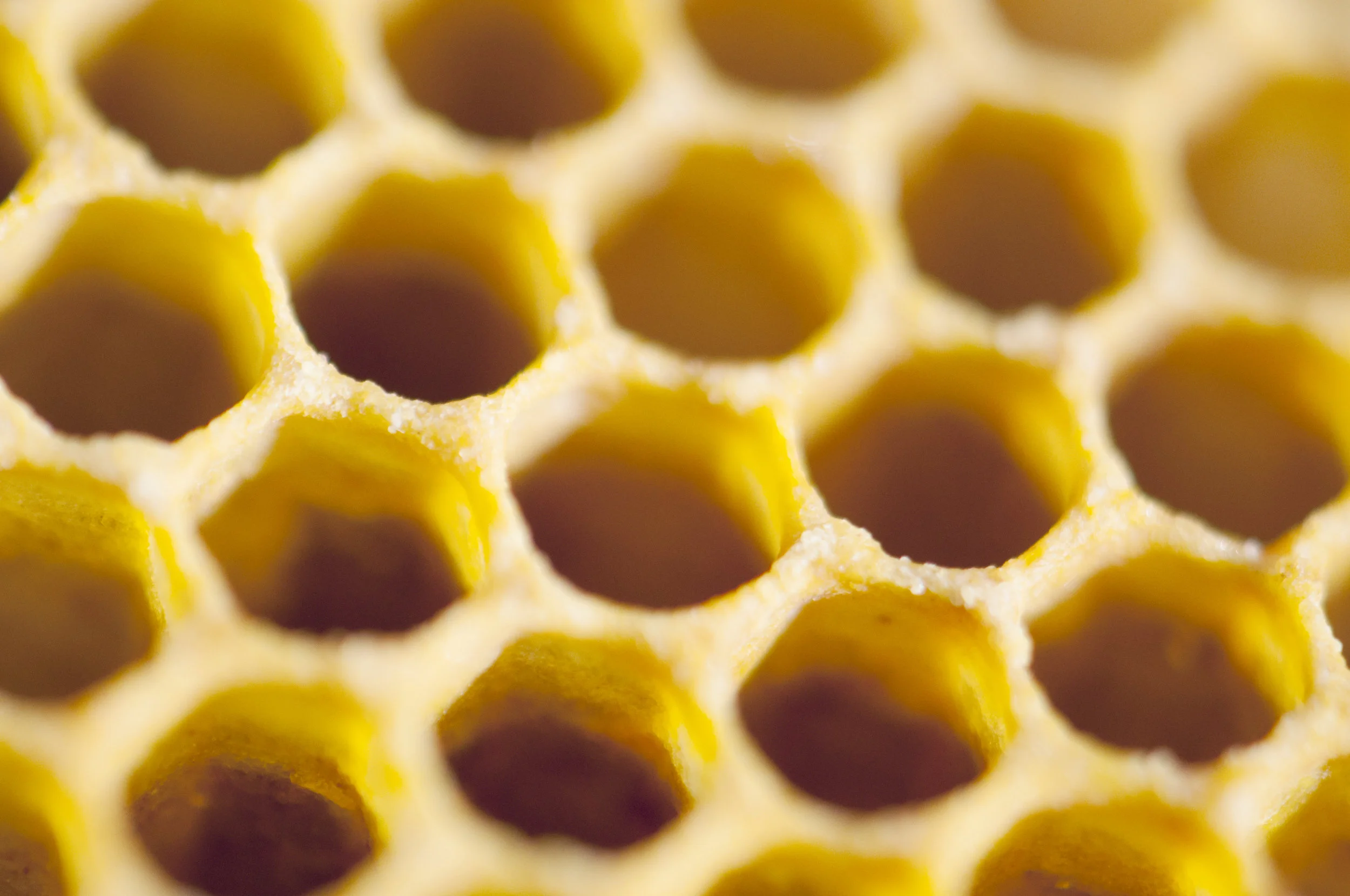 comb closeup_DSC0210.jpg