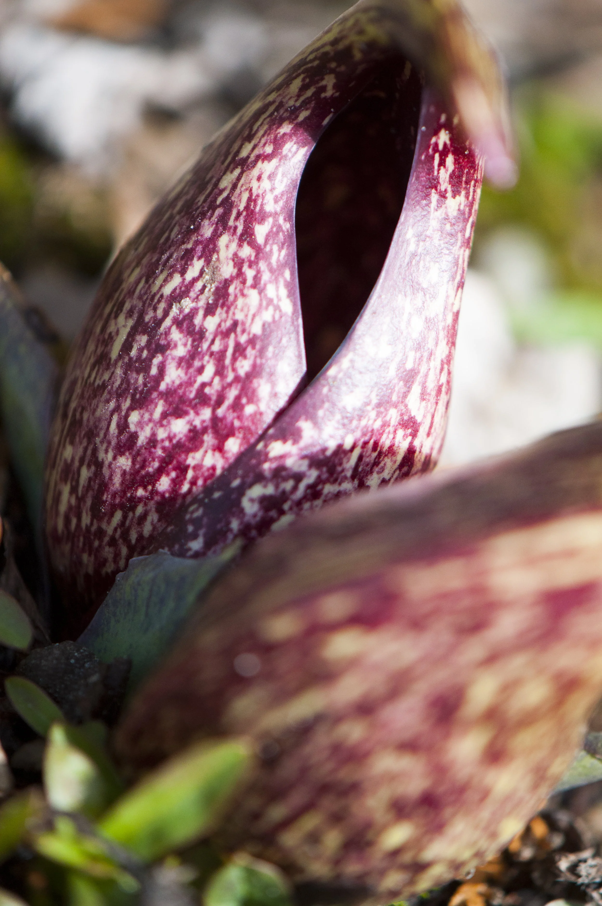 skunk cabbage_DSC0111.jpg