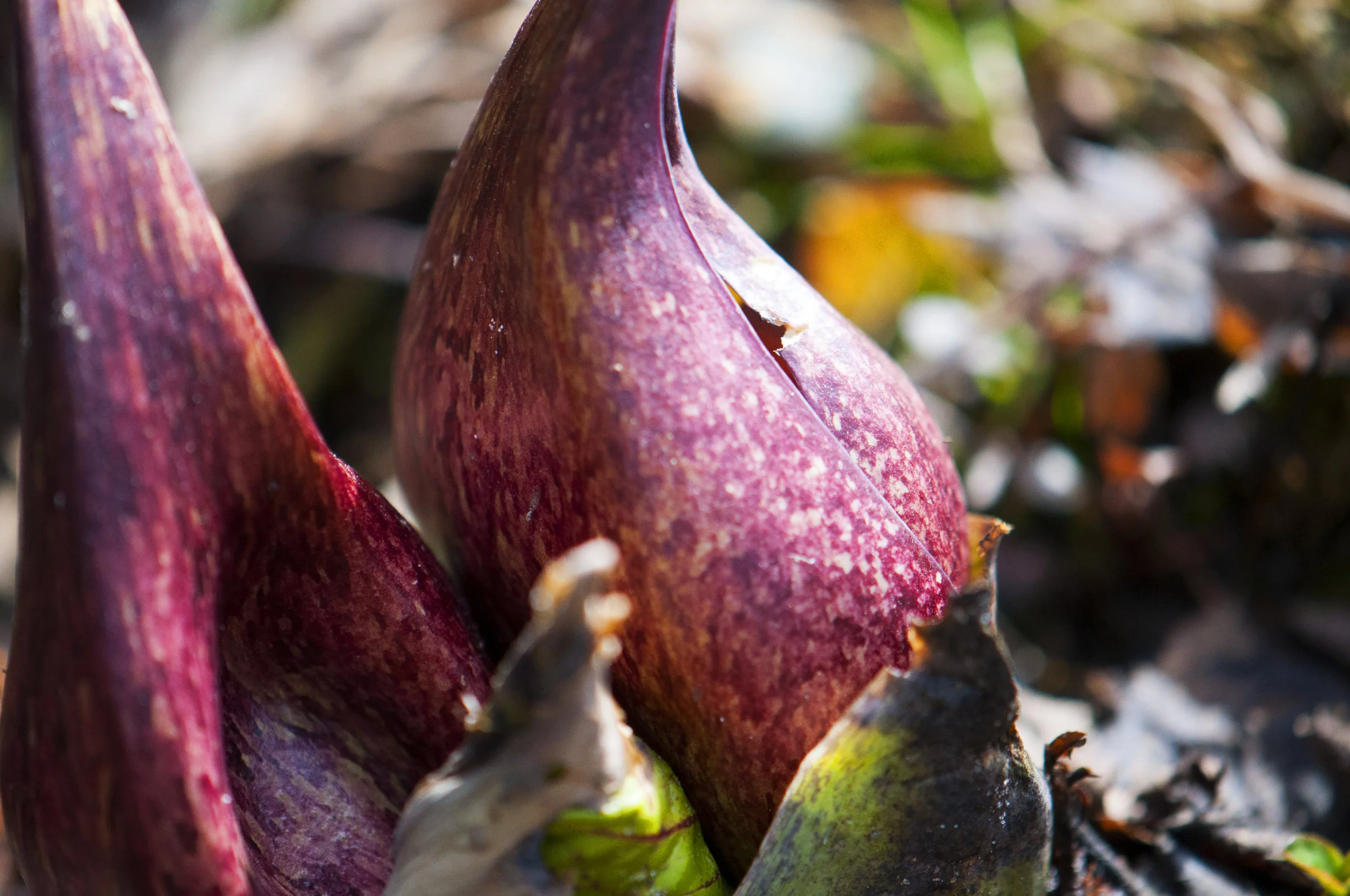 skunk cabbage_DSC0020.jpg