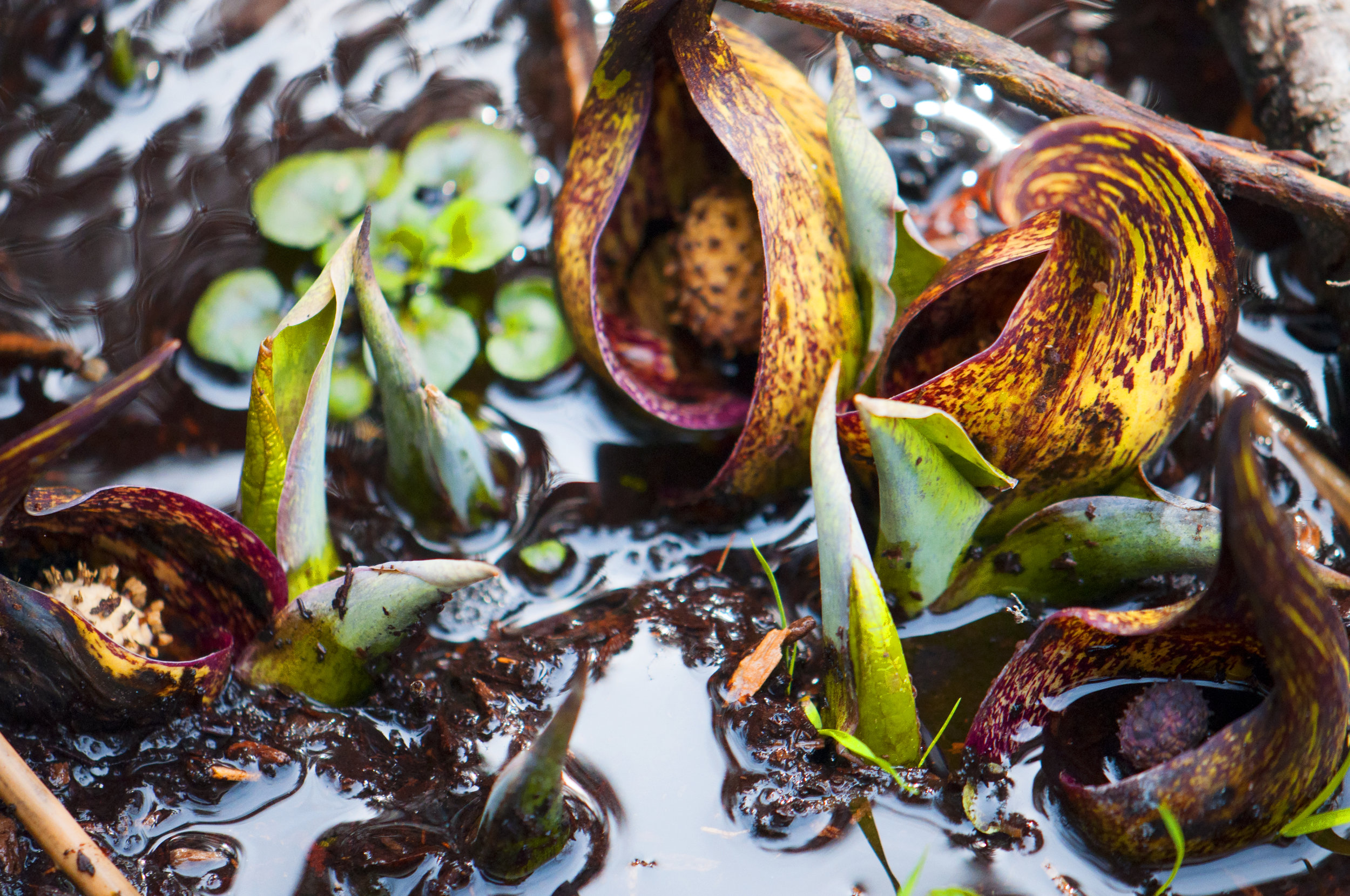 skunk cabbage_DSC0088.jpg