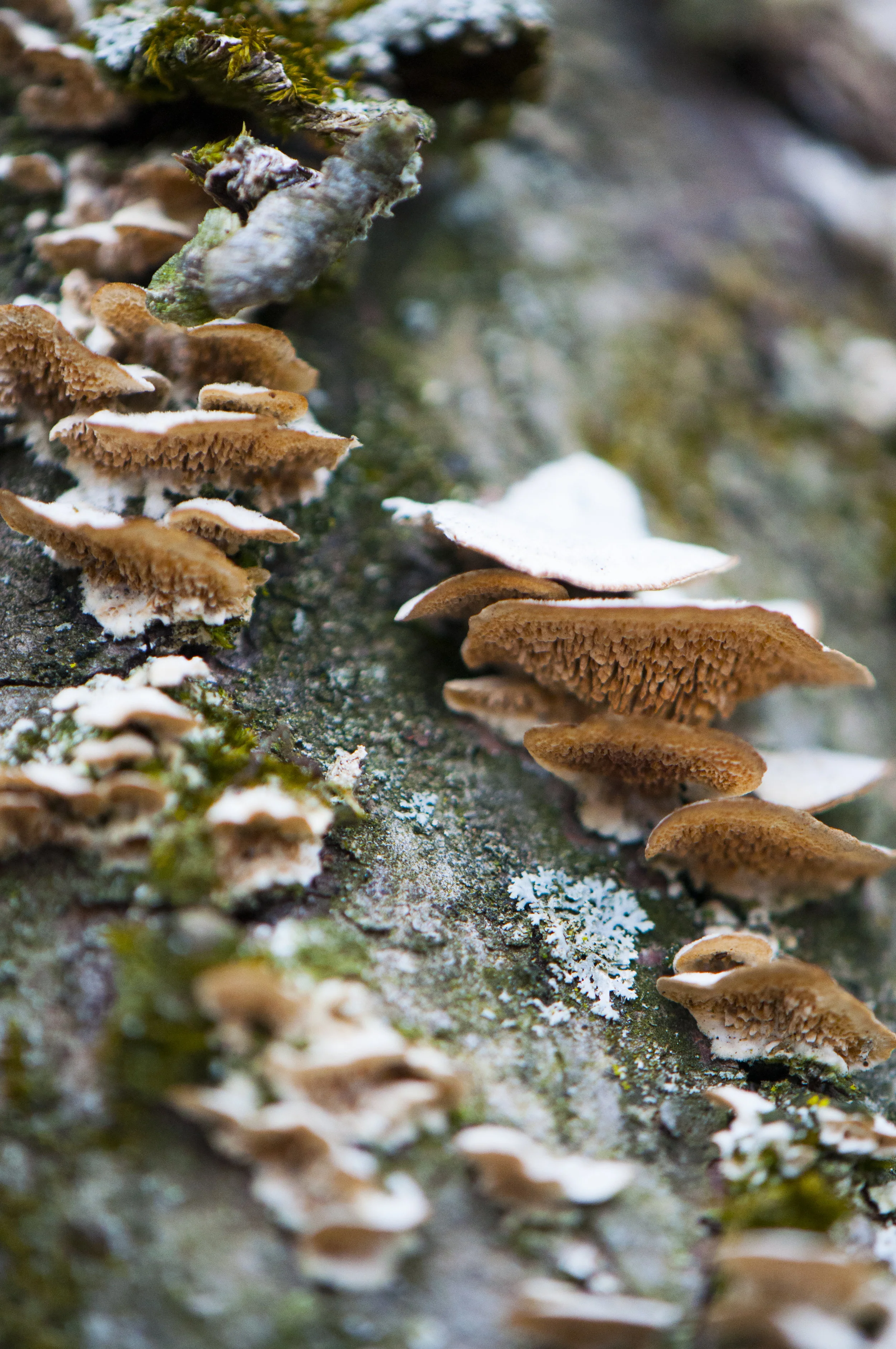 tree ears_DSC0152.jpg