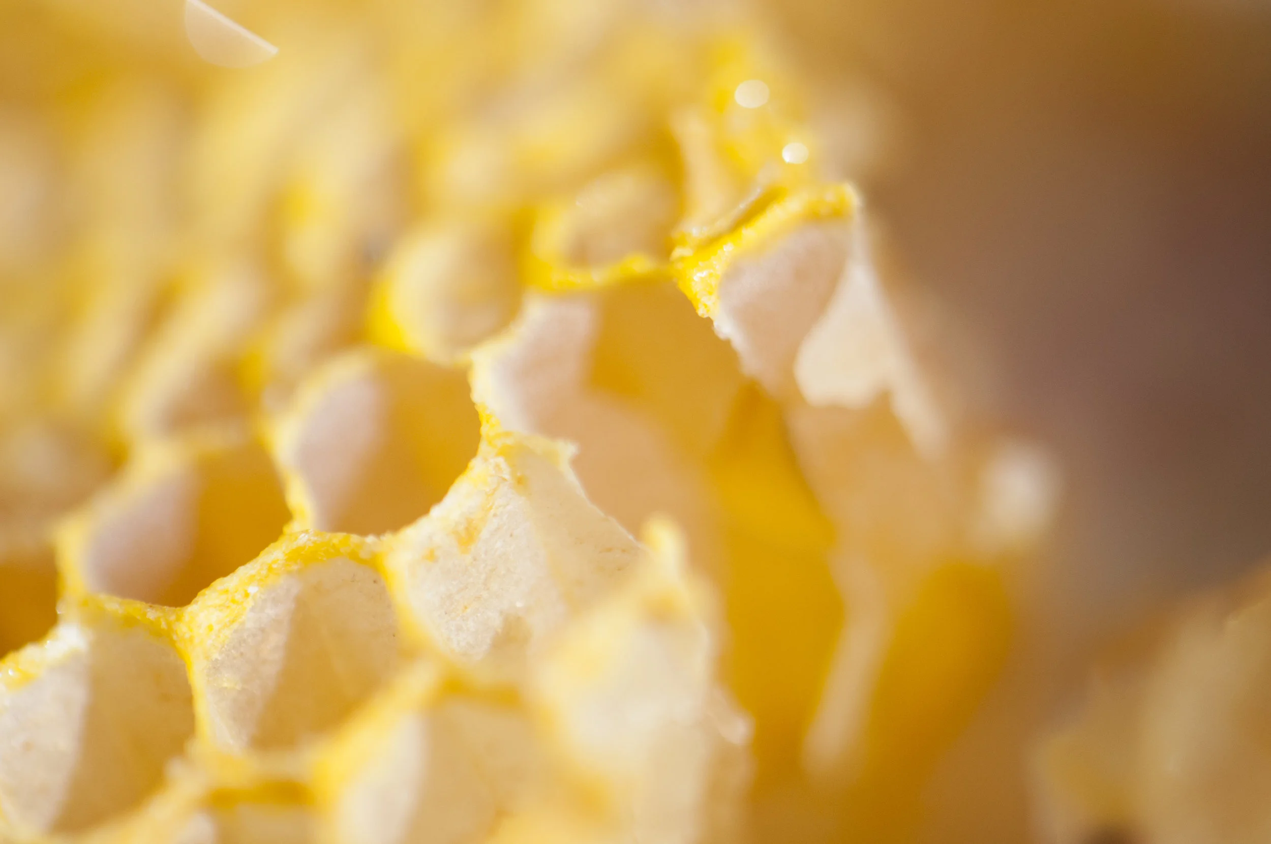 comb closeup_DSC0243.jpg