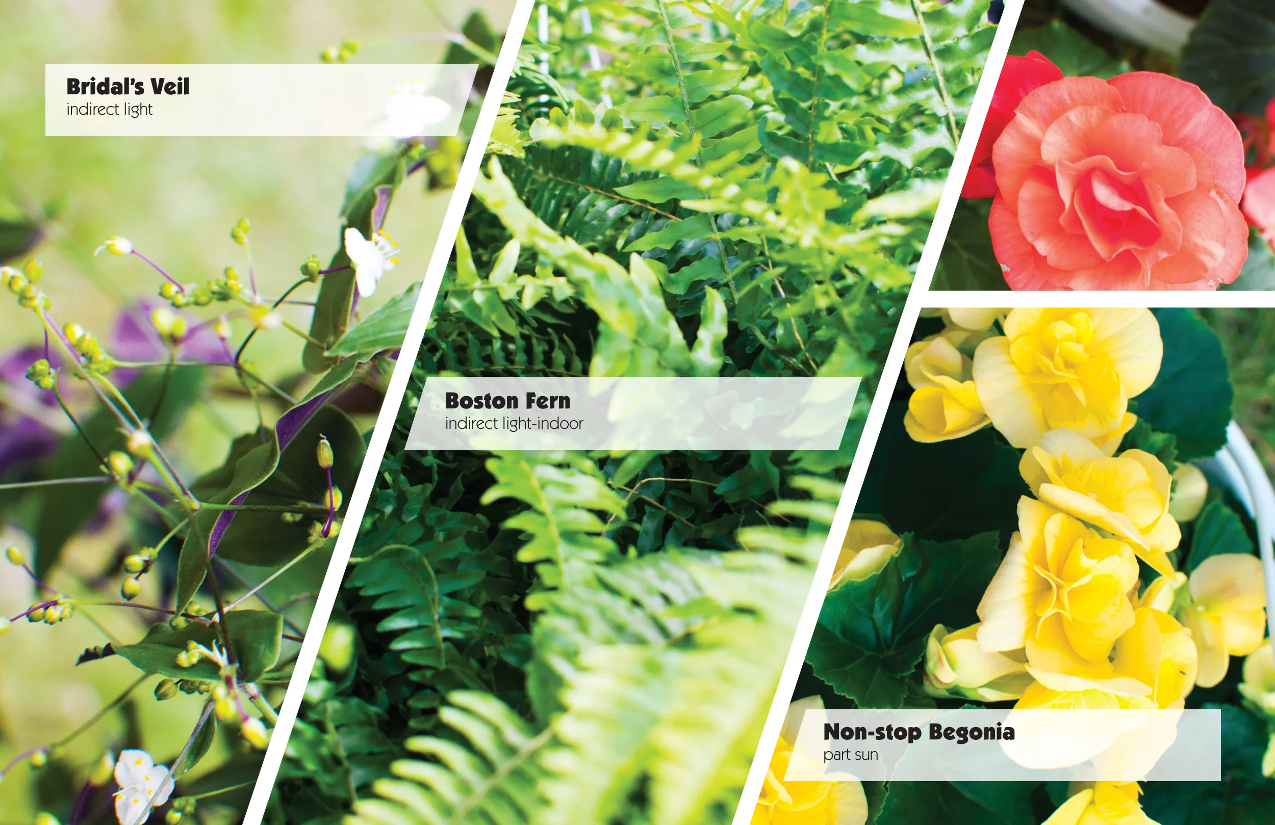 HoT FlowerSales print-3.jpg