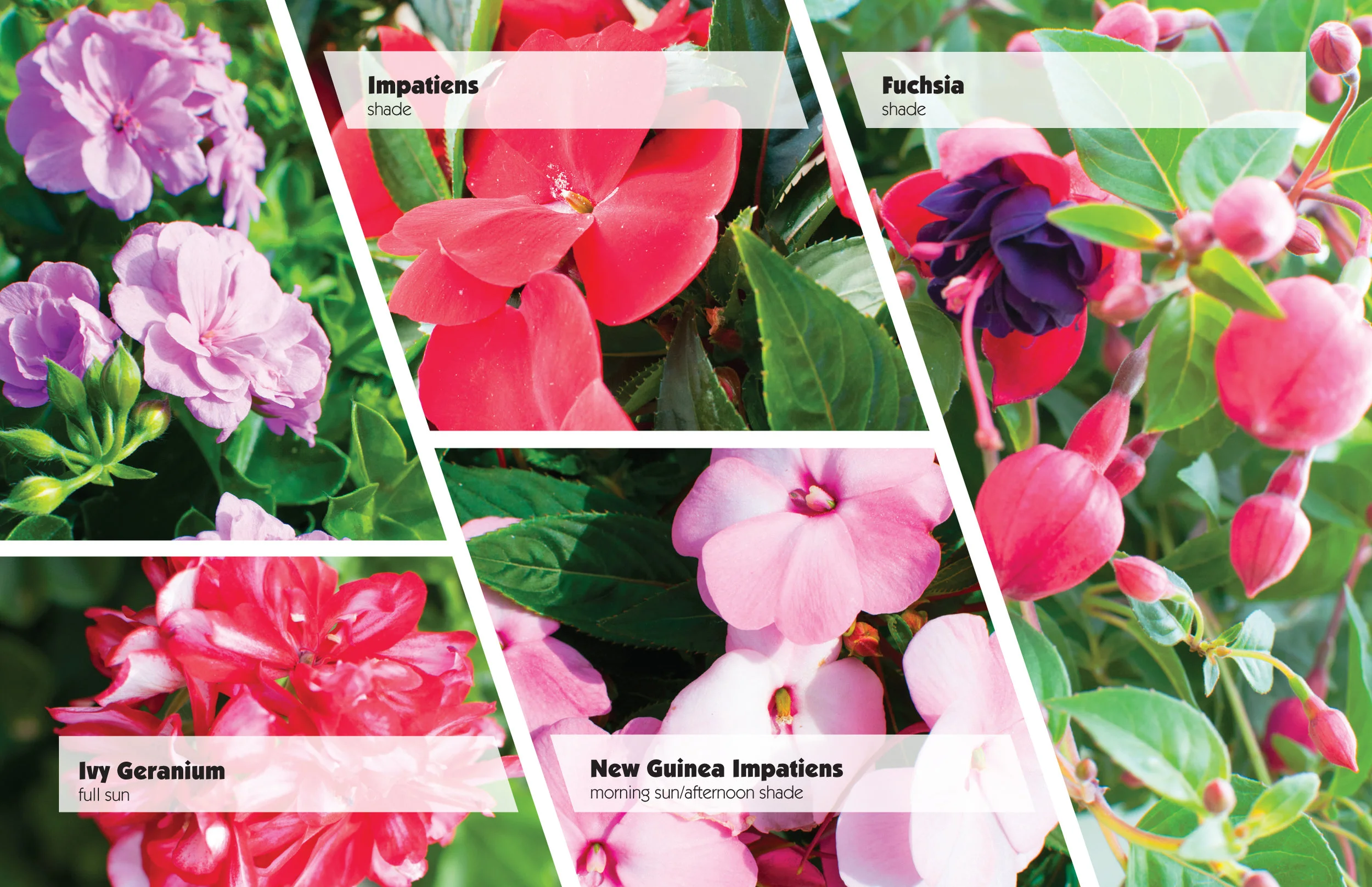 HoT FlowerSales print-4.jpg