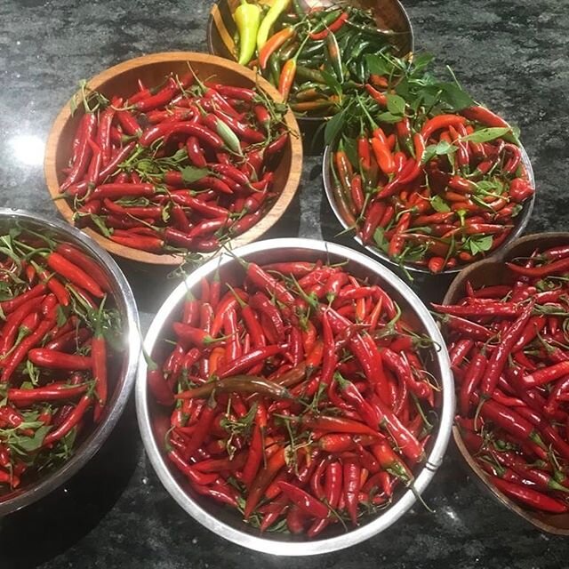 Home grown chillies fresh or pickled! We&rsquo;re adding them to our fiesta boxes if you like it hot! Order one this Thursday Friday or Saturday night. Call us on 82837095