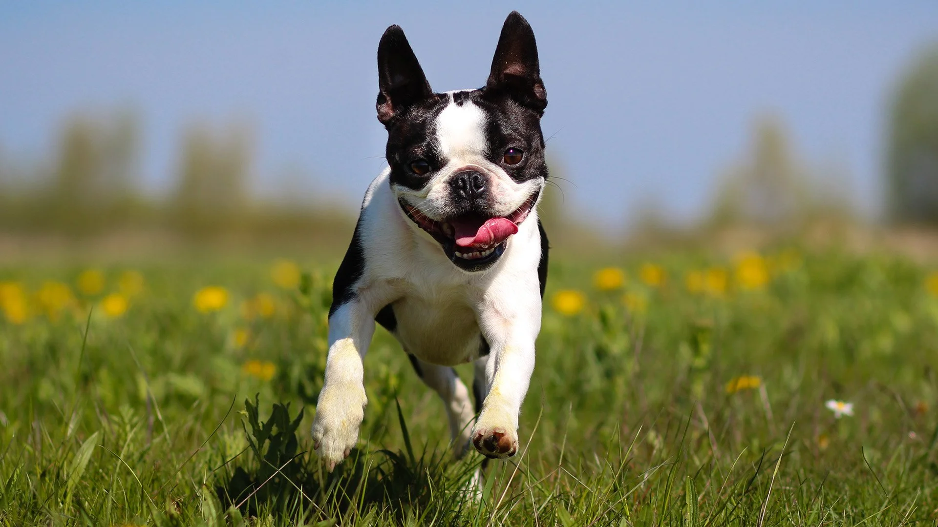 Boston Terrier Rescue of North Texas
