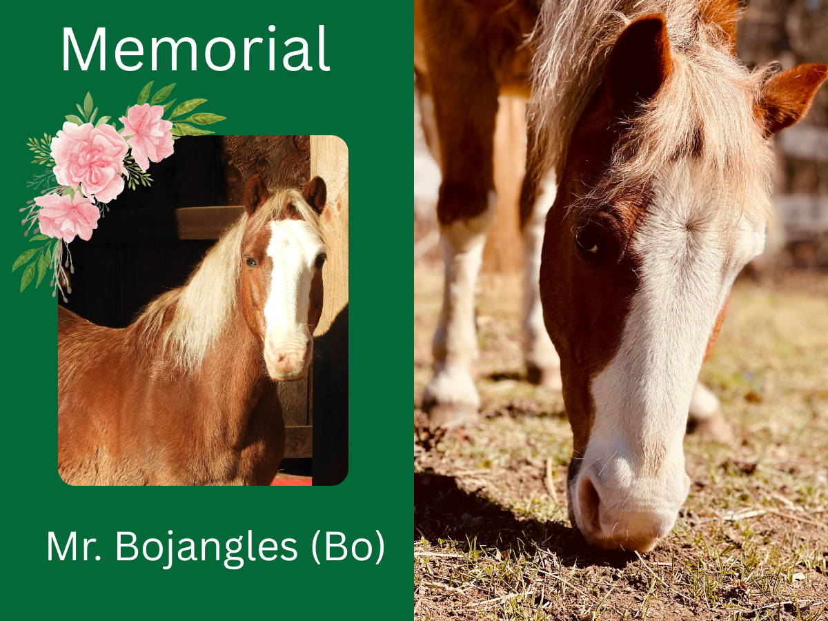 Remembering Mr. Bojangles - Memorial