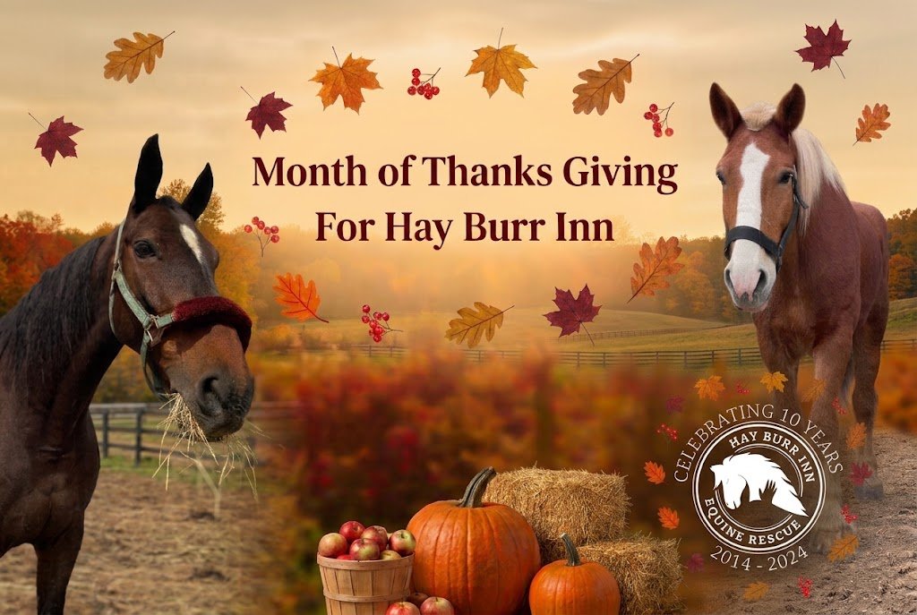 Thanks Giving For Hay Burr In