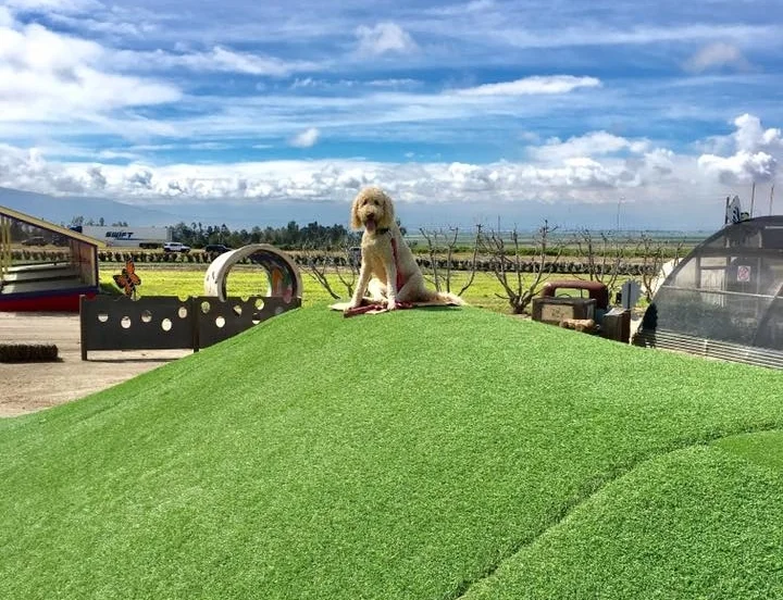 Murray_family_farms_has_Special_dog_events.jpg