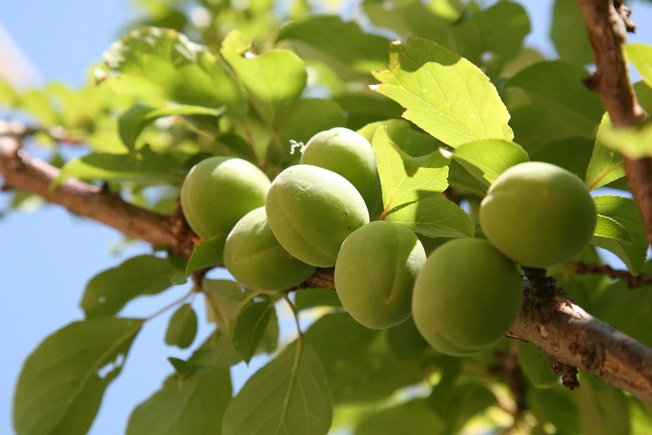 plum-1411629_1280.jpg
