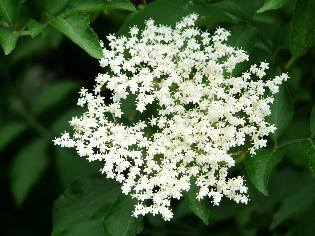 ElderFlower.jpg