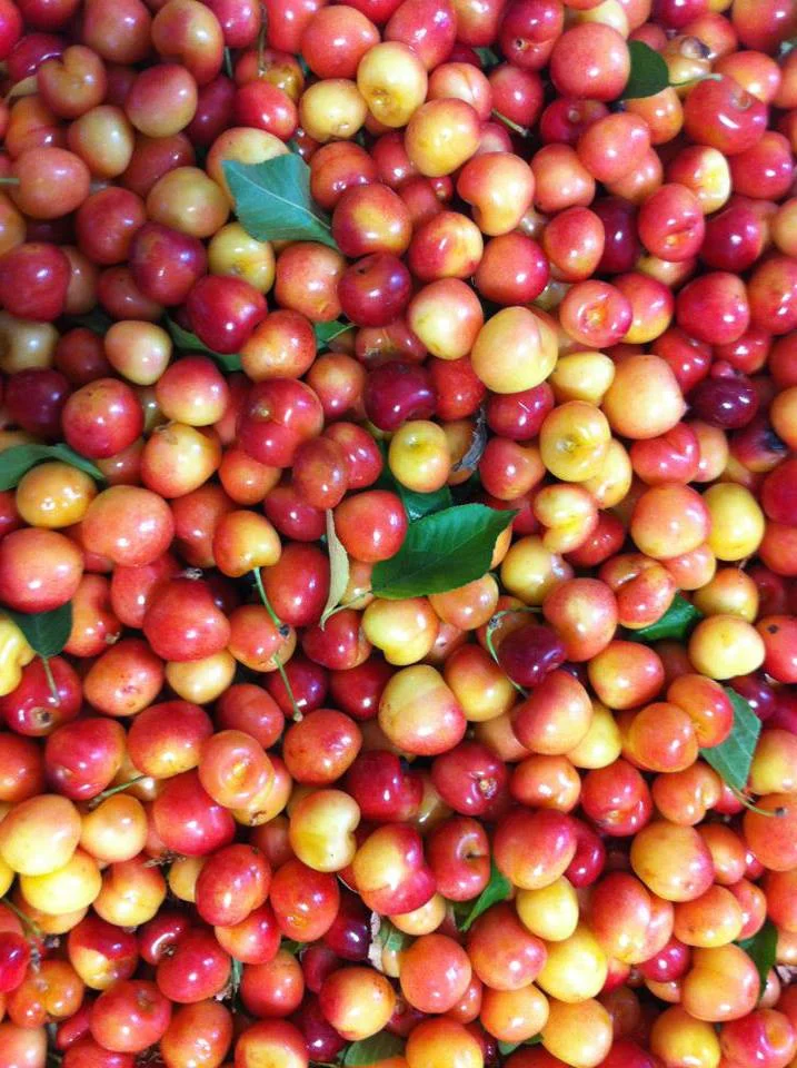 Rainer Cherries.jpg