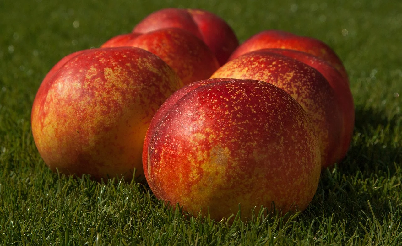 Nectarines
