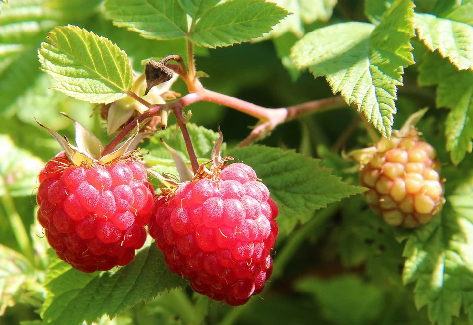Murrayberry