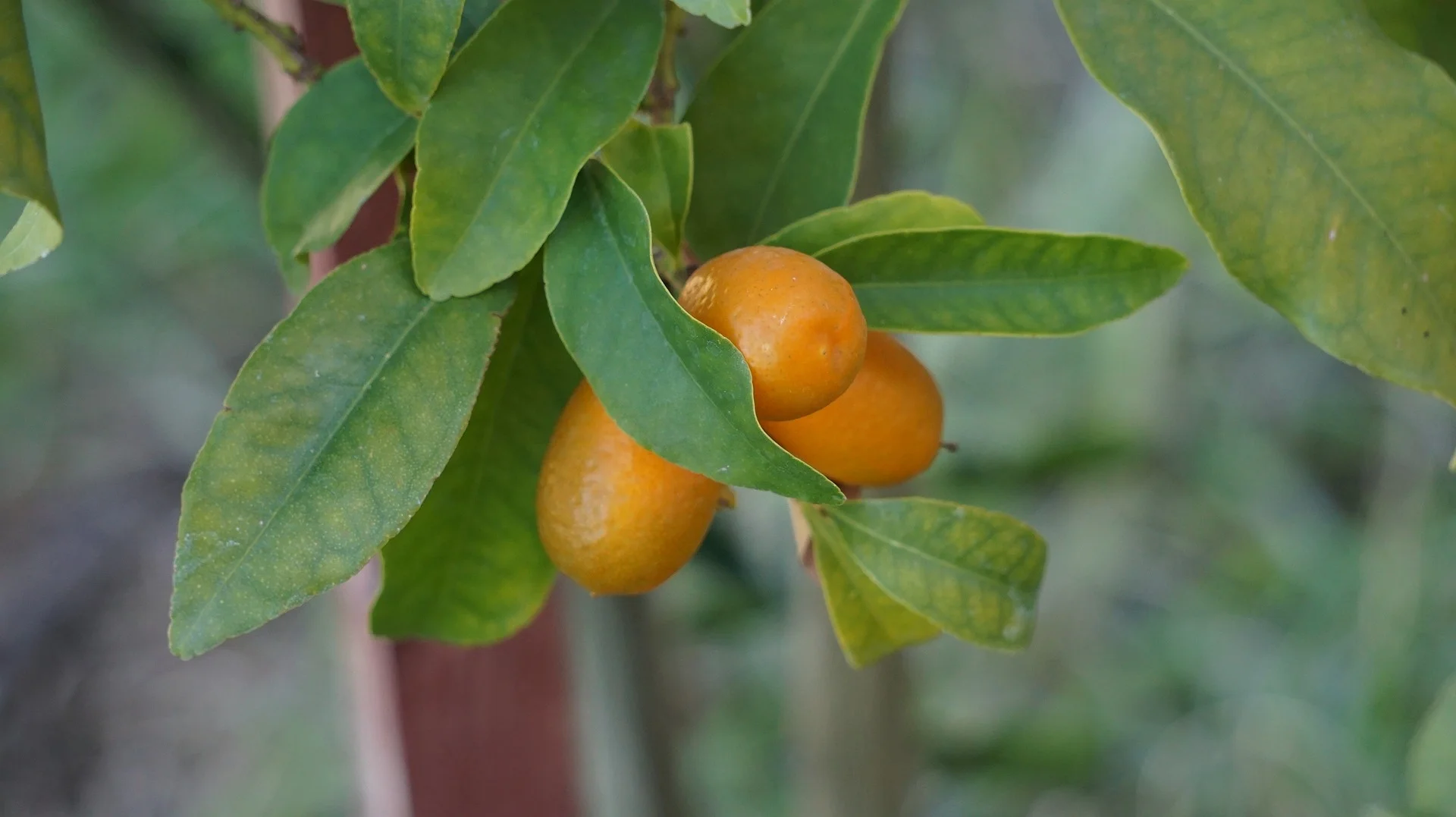 Kumquats