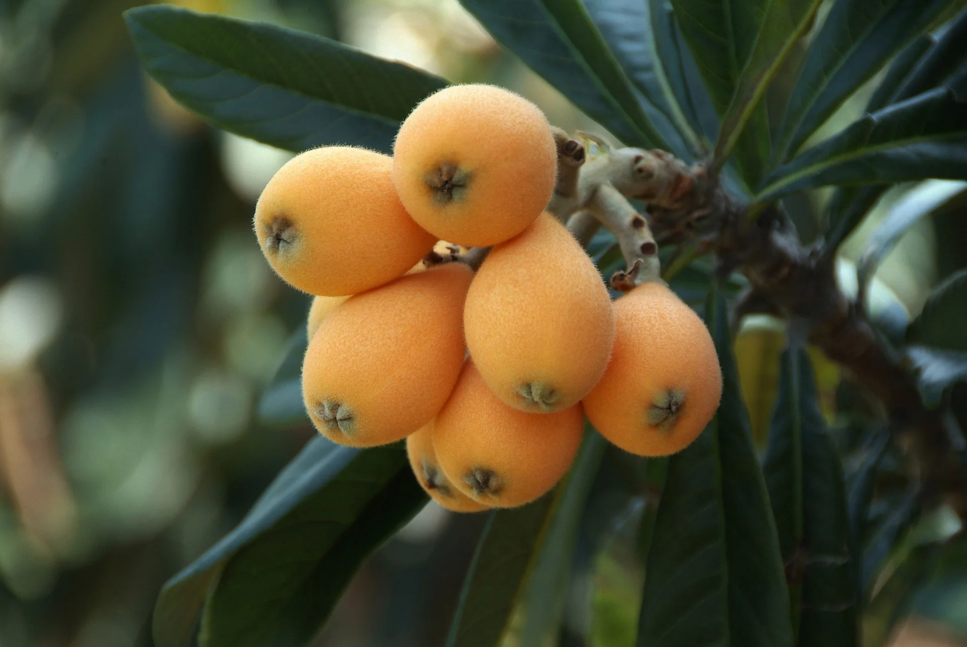 Loquats