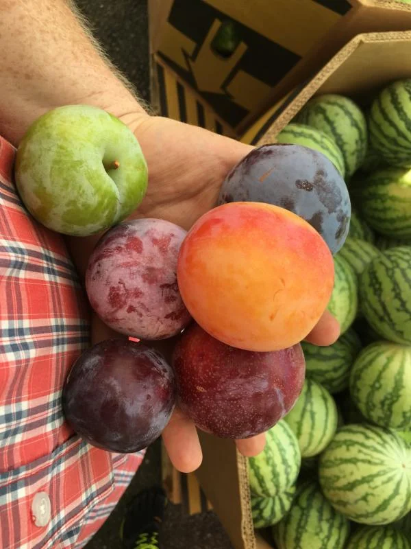 Pluots