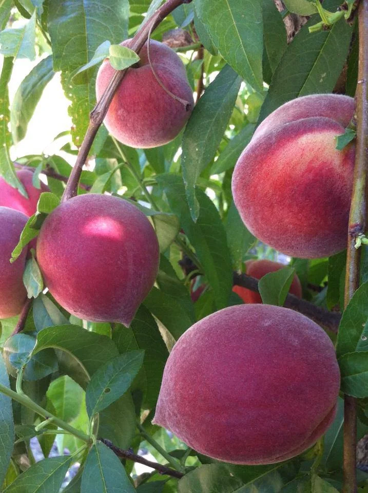 Peaches