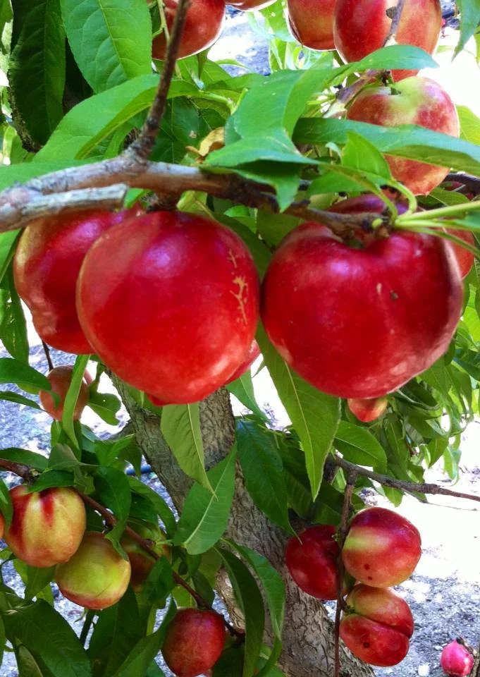 Nectarines