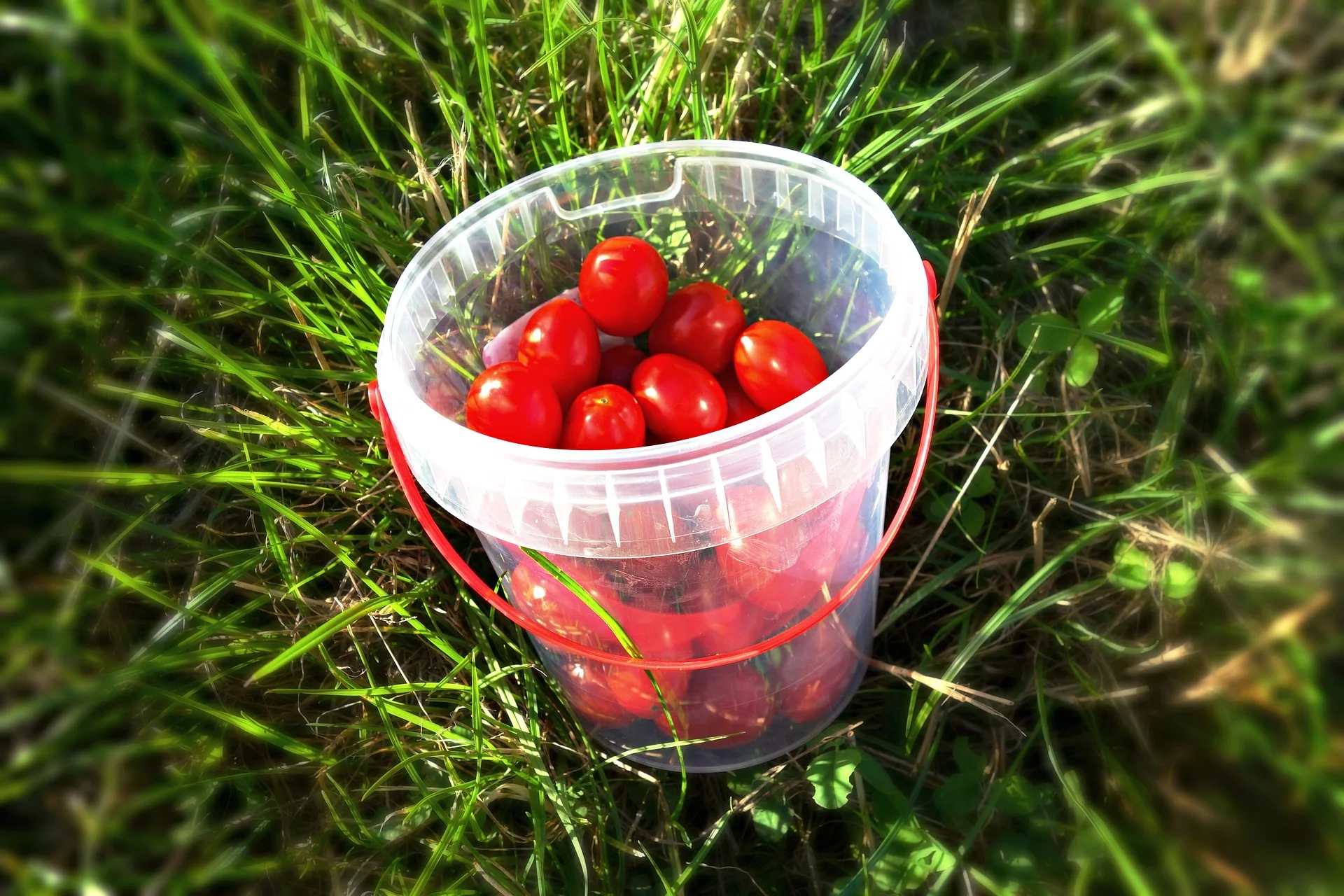 Grape Tomatoes