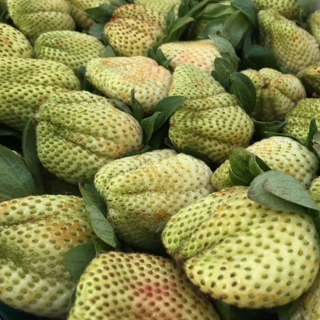 Acerbo Strawberry