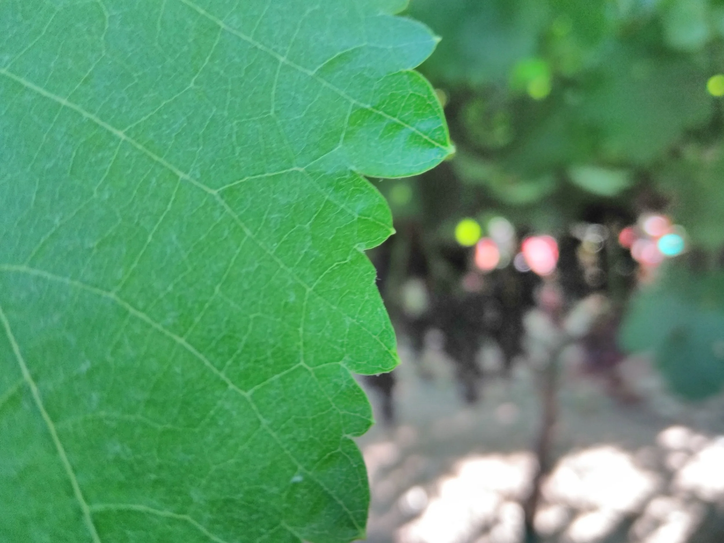 Grape leaves