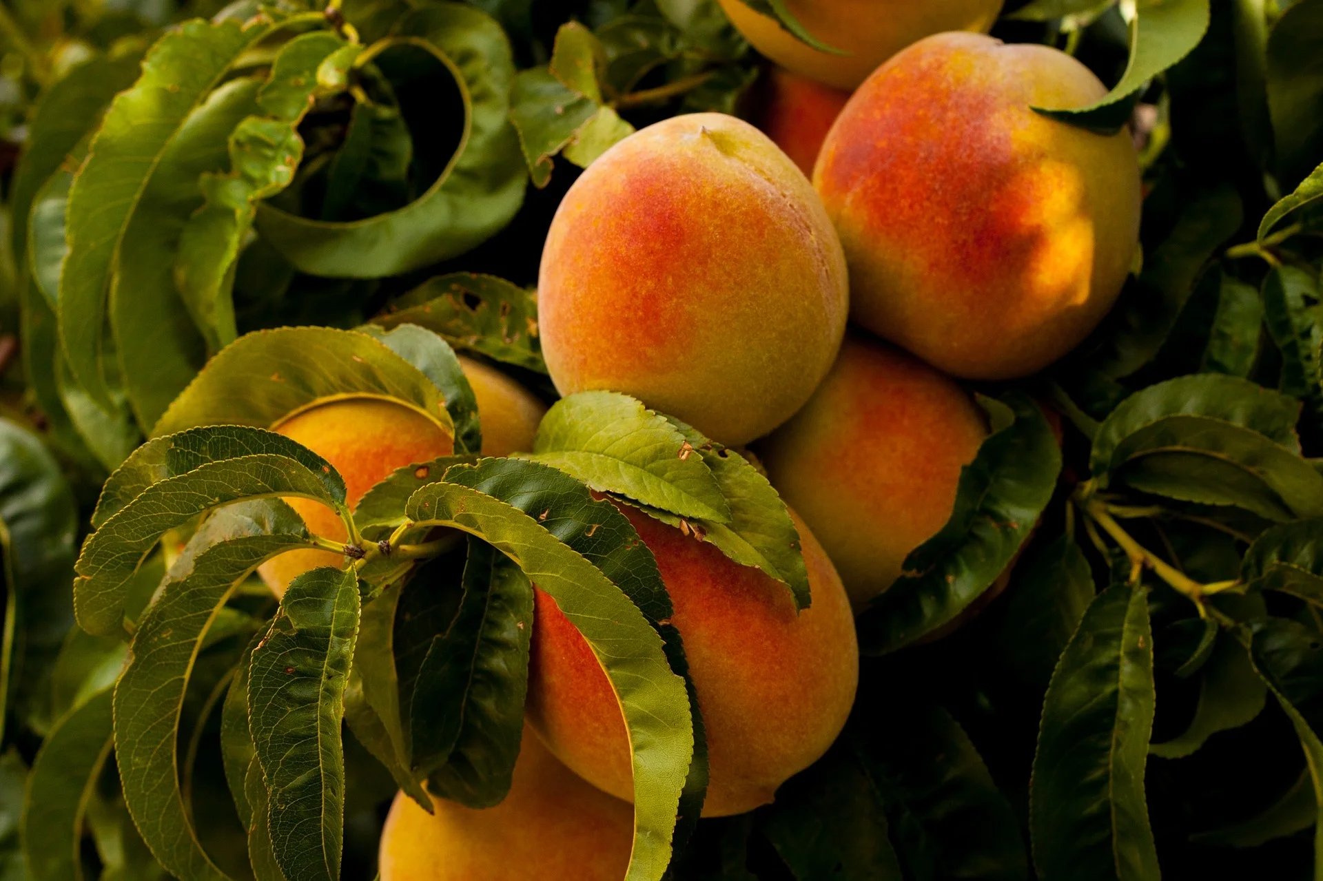 Peach Leaves