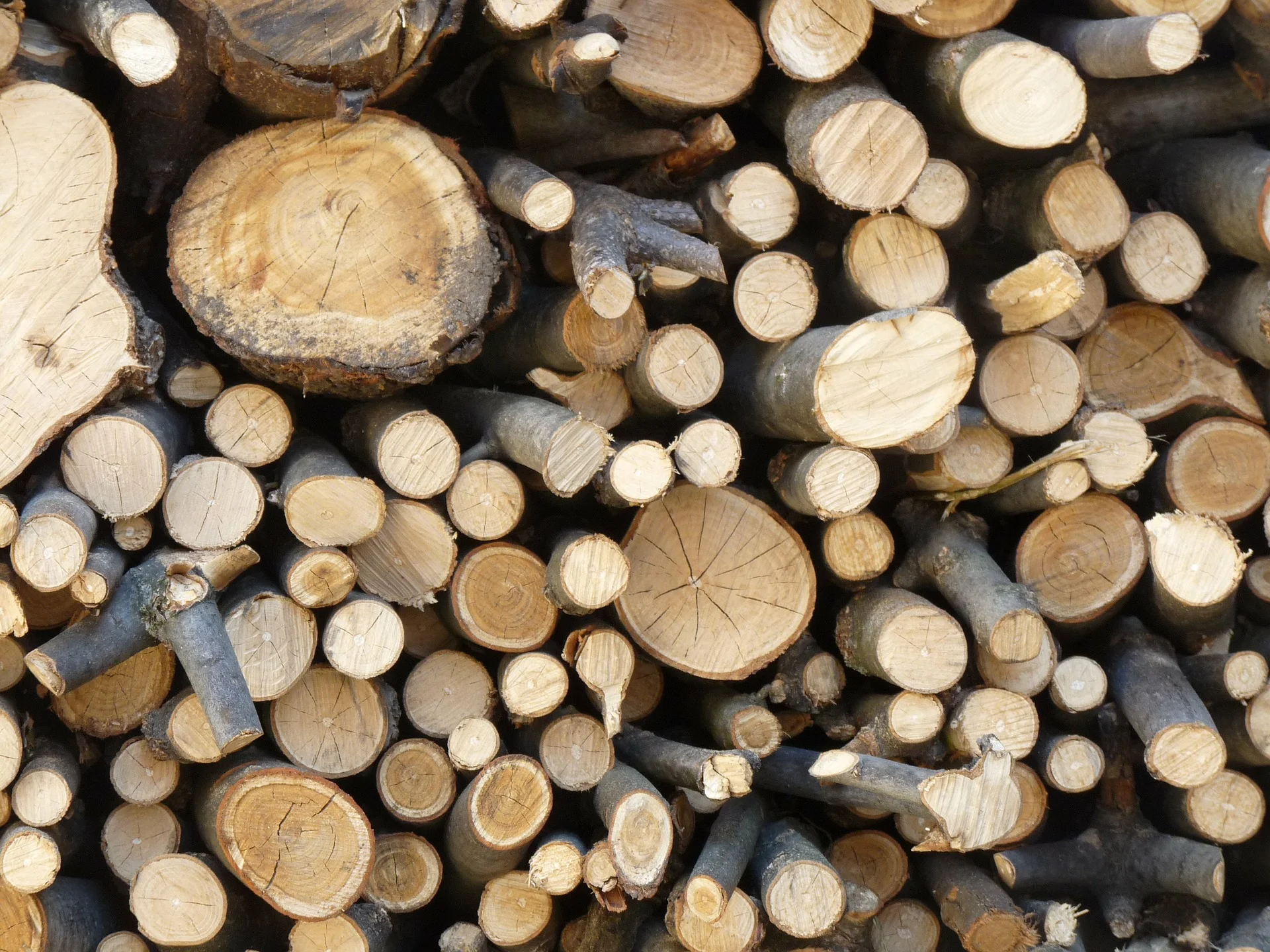 Beef Wood