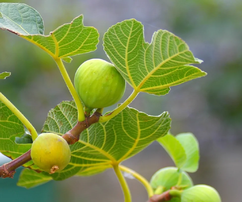 Unripe Figs